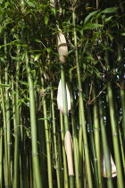 Close up of Semiarundinaria Fastuosa Bamboo growing in urban garden.