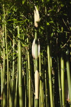 Close up of Semiarundinaria Fastuosa Bamboo growing in urban garden.