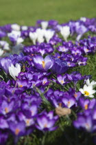 Low angled view of Crocuses growing wild amongst grass in public park.