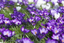 Low angled view of Crocuses growing wild amongst grass in public park.