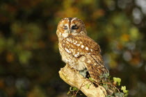 Tawny owl, Strix aluco, Perched on ivy covered branch, eyelids half closed, North Wales, UK.