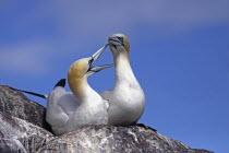 Pair Of Gannets, Morus bassanus, bonding at nest site  on cliff edge, Bass Rock, Firth of Forth, Scotland, UK.