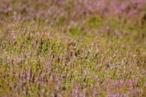 Red grouse, Lagopus lagopus, Female hiding amongst heather in the early morning, North Yorkshire, England, UK.