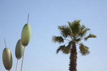 Spain, Catalonia, Barcelona, Barcelonta, Olive sculpture above cafe on the promenade.