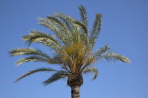 Spain, Catalonia, Barcelona, Bracelona, Detail of Palm tree on the beach promenade.