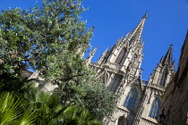 Spain, Catalonia, Barcelona, The main facade and spire of the Cathedral with olive trees and palms in the foreground in the Old Town district.