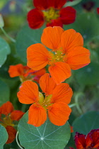 Nasturtium, Tropaeolum majus, close up of orange red flowers against green leaves.