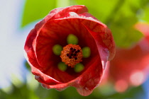 Indian mallow, Abutilon, close up view of flower interior and red petals.