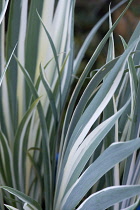 Variegated iris, Iris pallidata variegata, green and white leaves.