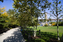 USA, New York, Brooklyn Bridge Park, people on the grass of Harbor View Lawns at Pier 1 below the suspension bridge in autumn.