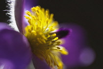 Pasqueflower, Pulsatilla vulgaris, Close view of one open mauve flower with yellow stamens.