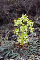 France, Natural History, Close up shot of Plant Stinking Hellebore ( Helleborus Foetidus)