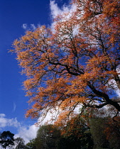 England, Worchsestershire, Golden Rain Tree, (Koelreuteria Paniculata) showing pinkish orange foliage in May