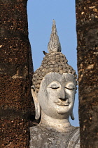 Thailand, Sukothai, Mynah bird sitting hair of seated, white Buddha, Wat Sra Sri.