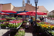 Croatia, Zagreb, Old town, Fresh flowers for sale in Dolac market.