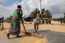 India, Tamil Nadu, Kanchipuram, Workers spread rice out to dry at a rice mill in Kanchipuram.