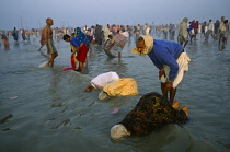 India, Ganges, Sagar Festival, Pilgrims submerging their faces in the Ganges.