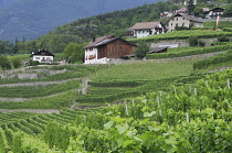 Italy, Trentino Alto Adige, Bressanone, Novella Monastery, vineyards & monastery.