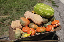 Italy, Veneto, Lake Garda, pumpkin stand.