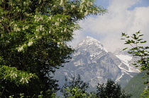 Italy, Trentino Alto Adige, Adamello Brenta Natural Park, Cima Brenta through the trees.