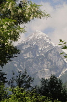 Italy, Trentino Alto Adige, Adamello Brenta Natural Park, Cima Brenta through the trees.