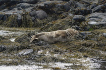 England, Northumberland, Farne Island, North Atlantic Grey Seal, Halichoerus Grypus, lying on seaweed covered rocks.