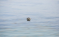 England, Northumberland, Farne Island, North Atlantic Grey Seal, Halichoerus Grypus, with head above water.