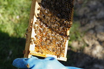 England, Kent, Yalding Organic Gardens, Food, Fresh honey being harvested from bee hive.