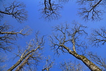 Ireland, County Sligo, Trees in wintertime near Lissadell Beach viewed from below with vibrant blue sky above.