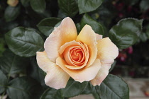 Flora, Flowers, Close-up of a peach coloured aromatic rose growing in a garden.