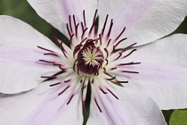 Flora, Flowers, Close-up of pink coloured clematis with stamen showing.