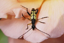 Natural history, Insects, Wasp Beetle Mimic on flower petal, viewed from above.