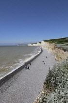 England, East Sussex, Birling Gap, View along pebble beach with Seven Sisters white chalk cliffs