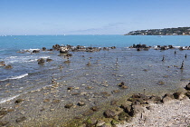 France, Provence-Alpes-Cote d'Azur, Antibes, Rock balanced stacks in shallow water with Cap d'Antibes in the background.