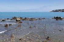 France, Provence-Alpes-Cote d'Azur, Antibes, Rock balanced stacks in shallow water with Cap d'Antibes in the background.