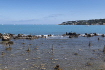 France, Provence-Alpes-Cote d'Azur, Antibes, Rock balanced stacks in shallow water with Cap d'Antibes in the background.