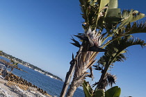 France, Provence-Alpes-Cote d'Azur, Antibes, Juan-les-Pins, Palm  on beach with Cap d'Antibes visible in the background.