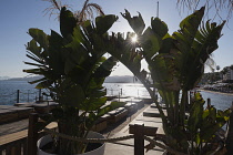 France, Provence-Alpes-Cote d'Azur, Antibes, Juan-les-Pins, Sun through plants on seafront.