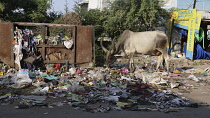 India, Gujarat, Ahmedabad, Water buffalo next to discarded rubbish.